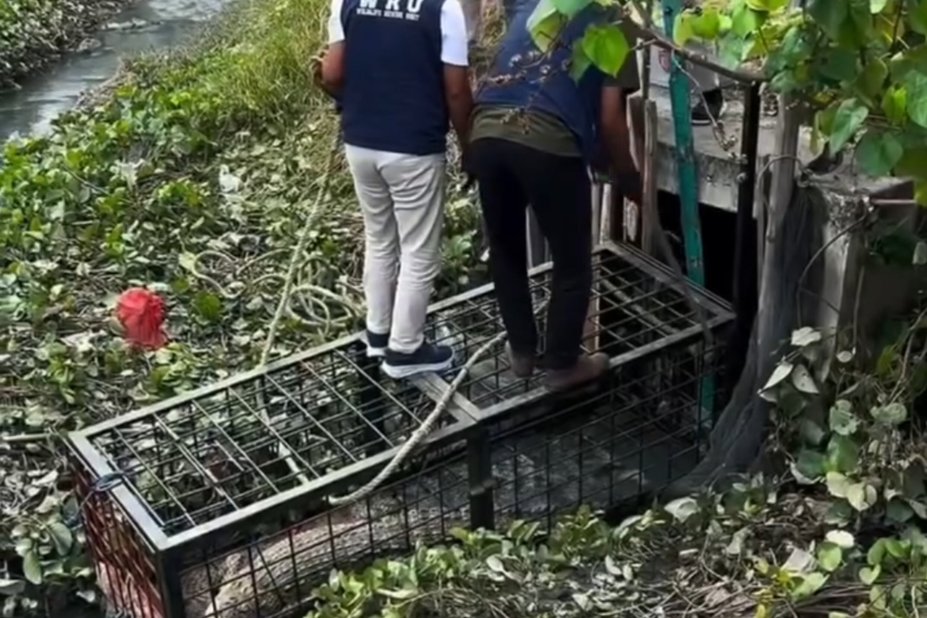 Masuk Perangkap di Talise, Buaya Remaja Ditemukan Mati oleh Tim BKSDA Sulteng